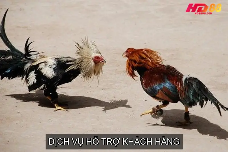 Dịch Vụ Hỗ Trợ Khách Hàng