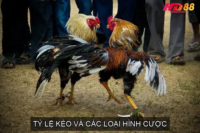 Tỷ Lệ Kèo và Các Loại Hình Cược