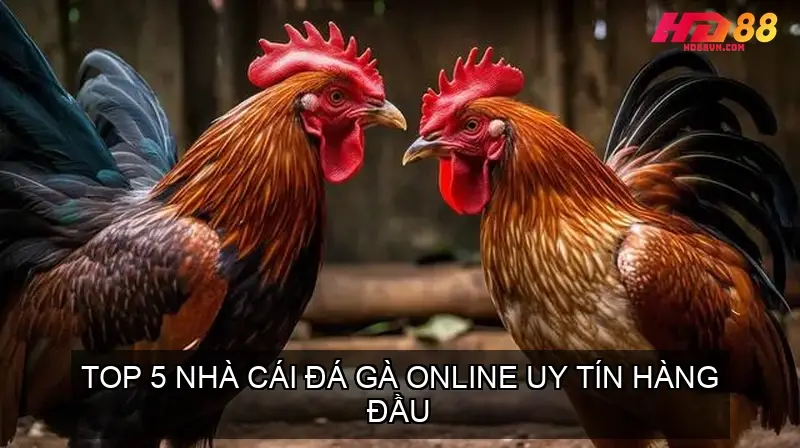 Top 5 Nhà Cái Đá Gà Online Uy Tín Hàng Đầu 