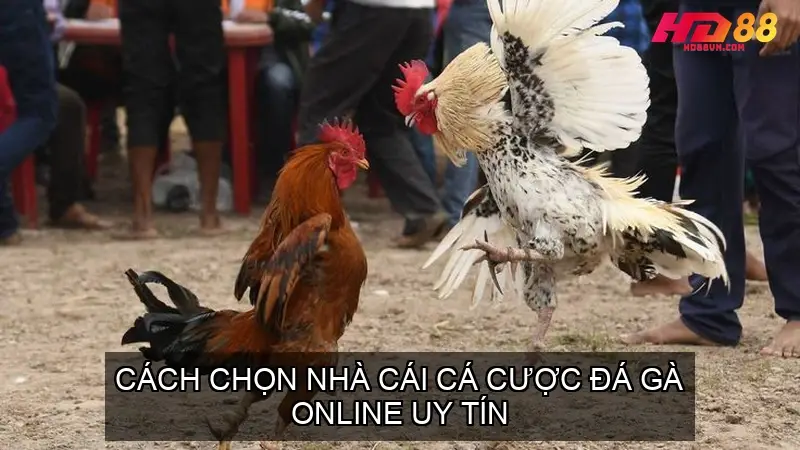 cach chon nha cai da ga online 68f5f48c7545d
