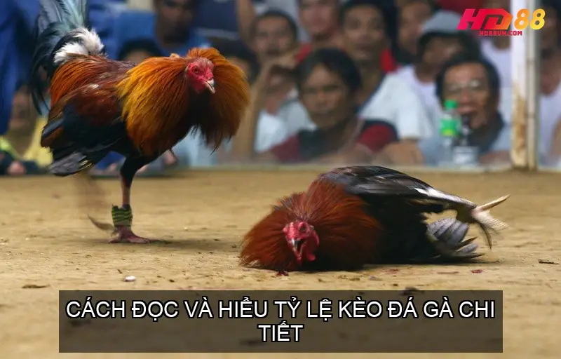 Cách Đọc và Hiểu Tỷ Lệ Kèo Đá Gà Chi Tiết