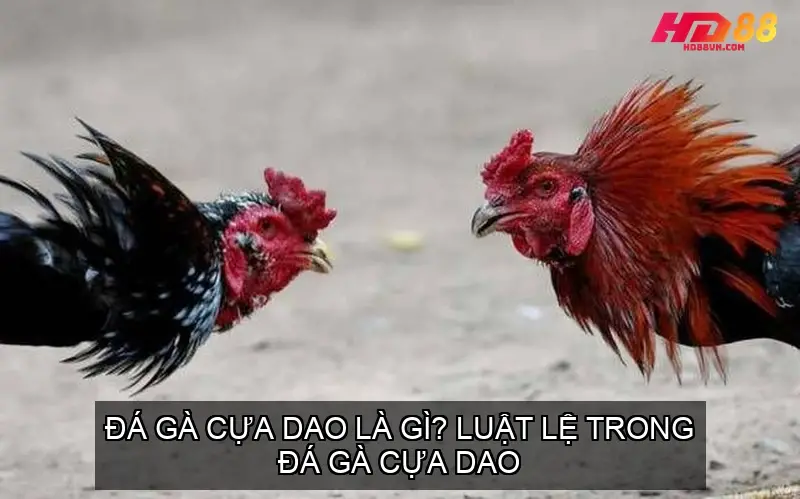 da ga cua dao 68f5f479877f9