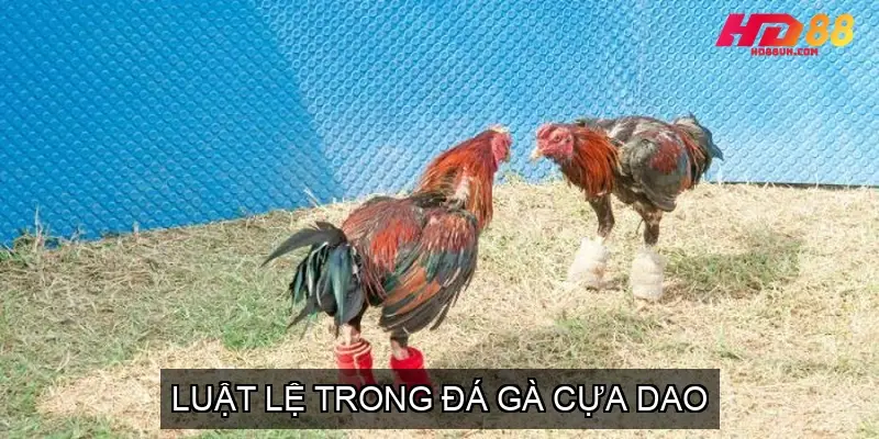 Luật Lệ Trong Đá Gà Cựa Dao