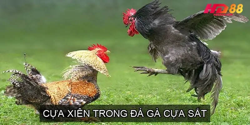 Cựa xiên trong đá gà cựa sắt