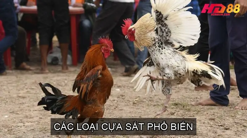 Các Loại Cựa Sắt Phổ Biến