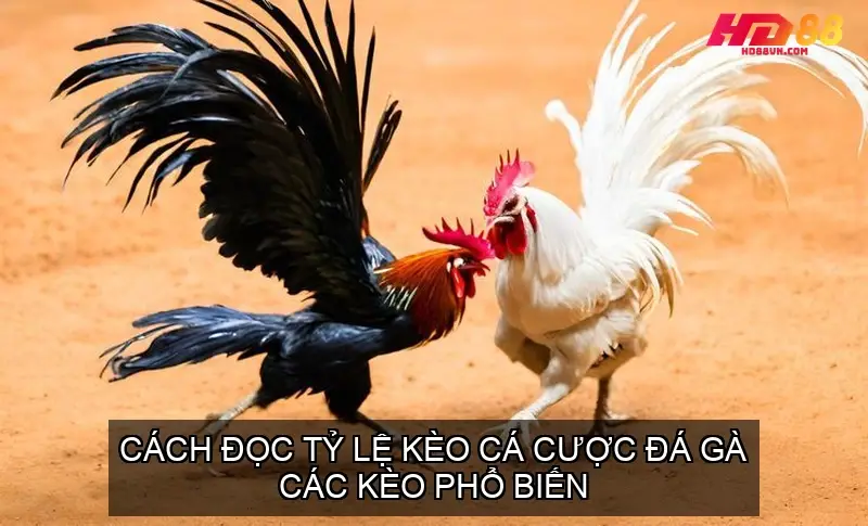 doc ty le keo da ga 68f5f47f1e32c